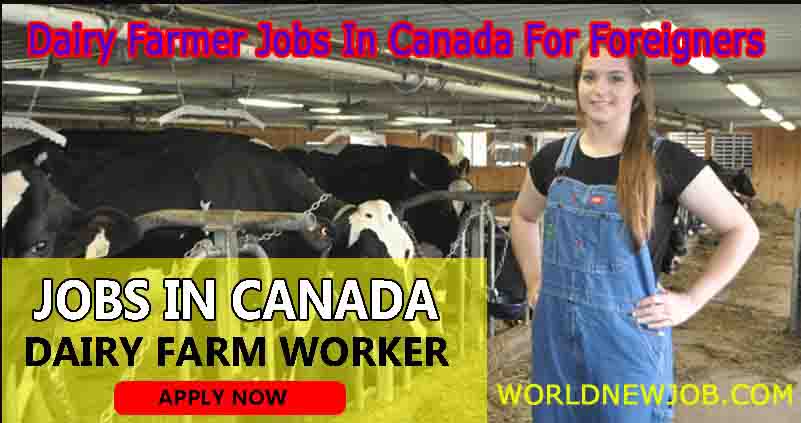 Dairy Farmer Jobs In Canada For Foreigners