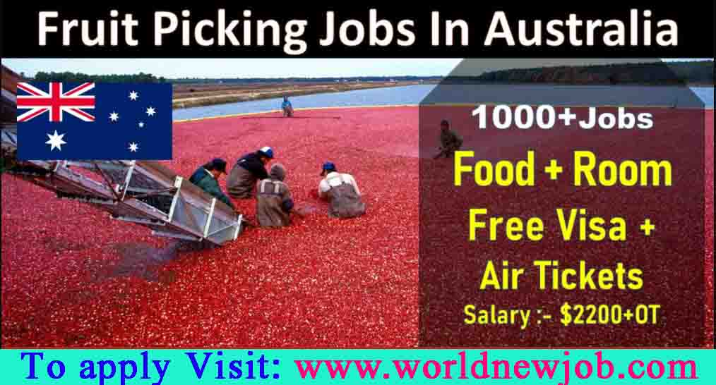 Fruit Farm Worker Jobs In Australia Work Permit